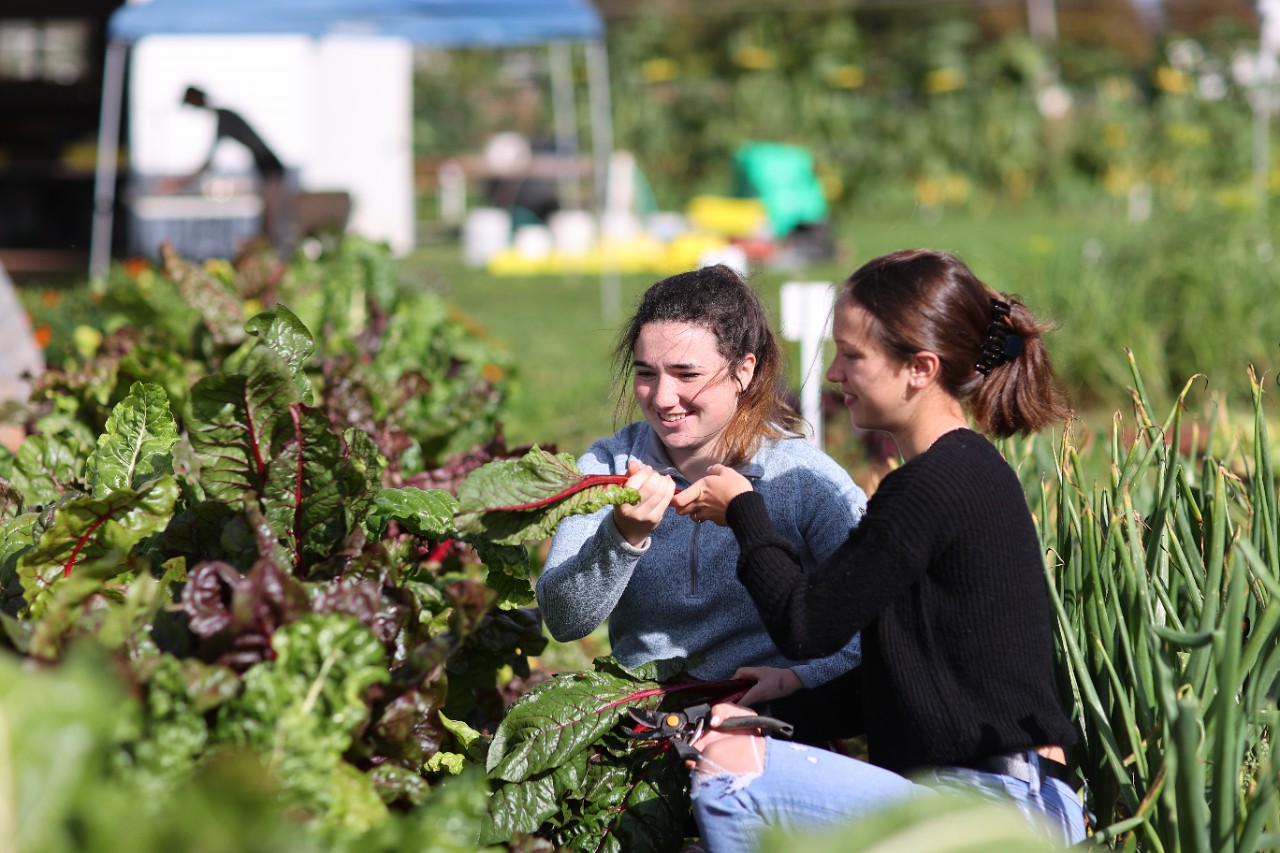 2 students kneeling in a bed of chard.