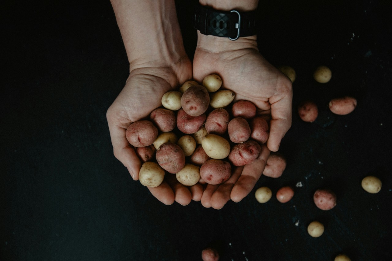 A pair of hands holding a number of small potatoes
