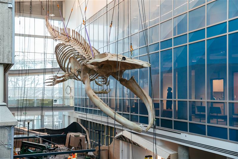 A whale skeleton hands in a glass building atrium.