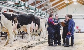 Students and instructor in a cow barn Students and instructor in a cow barn